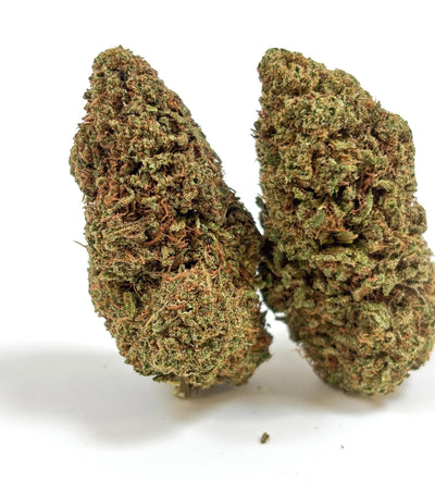 💥NEW ! Grapefruit – Indoor Premium