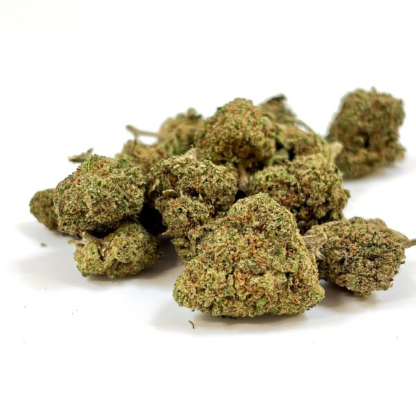 💥NEW ! White Sibérian Indoor