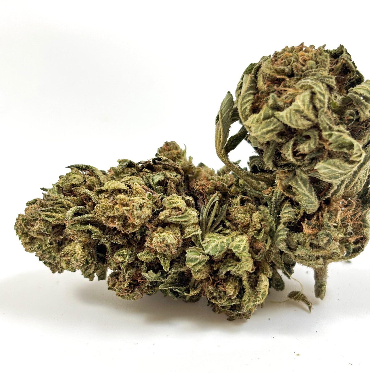 💥 NEW ! Bomb Cake – Glasshouse française