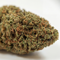 💥NEW ! Grapefruit – Indoor Premium