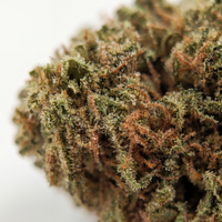 💥NEW ! Grapefruit – Indoor Premium