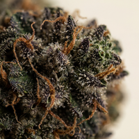 💥NEW ! Blue Gelato – Indoor Premium