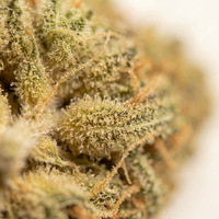 💥 NEW ! Mango OG – Indoor Premium