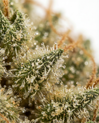 💥 NEW ! Sunset Haze