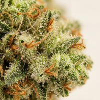 💥 NEW ! Banana Kush indoor