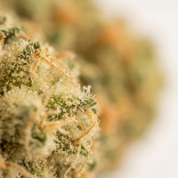 💥NEW ! White Sibérian Indoor